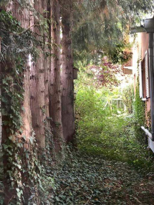 Logement De Charme Au Coeur De La Nature Osenbach المظهر الخارجي الصورة